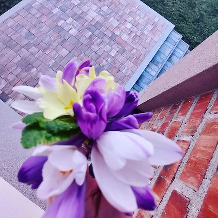 Vila Vikendica Ramona *